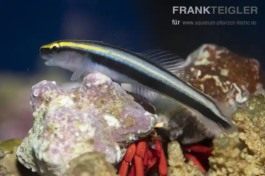 Hainasen Grundel Elacatinus evelynae Markenprodukt