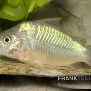 Smaragdpanzerwels Brochis splendens Highlight