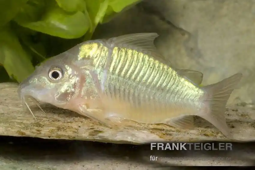 Smaragdpanzerwels Brochis splendens Highlight