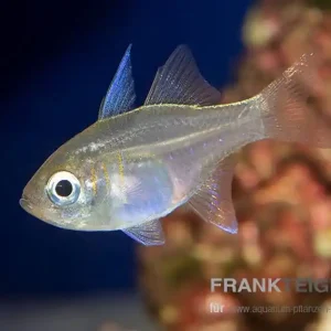 Fadenflossen Kardinalbarsch Zoramia leptacantha Neue Kollektion