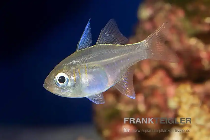 Fadenflossen Kardinalbarsch Zoramia leptacantha Neue Kollektion