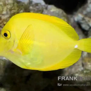Hawaii Doktorfisch Zebrasoma flavescens Direktkauf