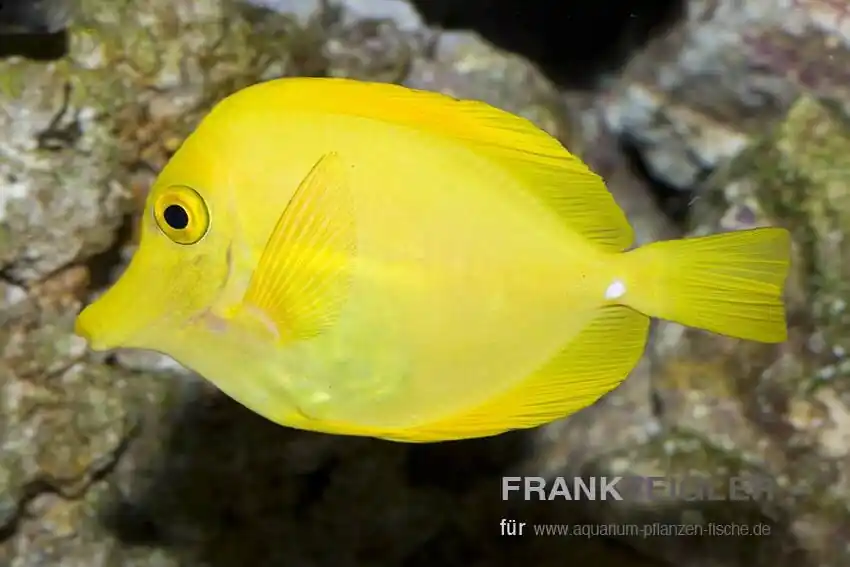 Hawaii Doktorfisch Zebrasoma flavescens Direktkauf
