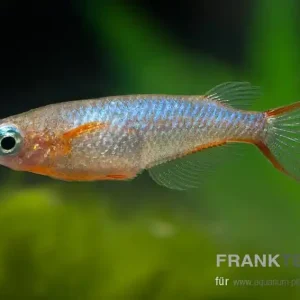 Neonreisfisch Oryzias woworae Neue Kollektion