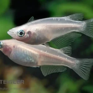 Medaka "Galaxy" Oryzias latipes Japanischer Reisfisch Ausverkauf