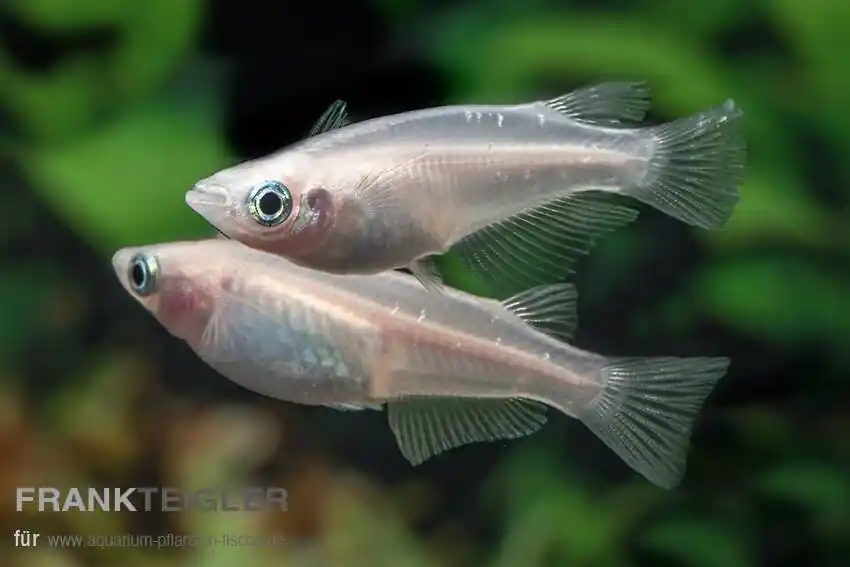 Medaka "Galaxy" Oryzias latipes Japanischer Reisfisch Ausverkauf