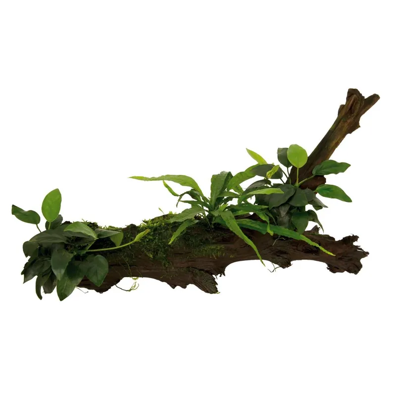 Must-Have Holz mit Moos Javafarn Speerblatt Mix - lebendige Deko Pflanzen KLEIN 18-28cm Holz