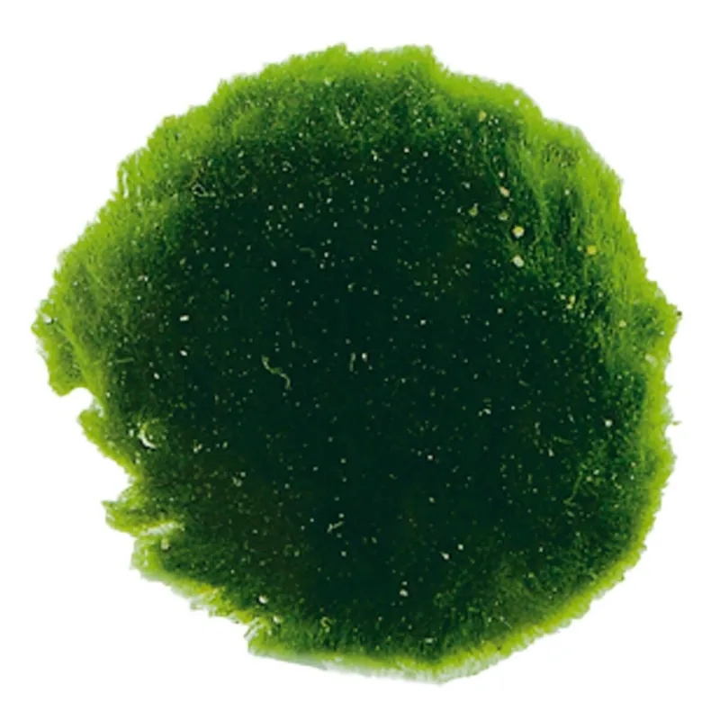 Moosball AP-Chladoflora 6 Stück - Moos Kugel Super-Preis