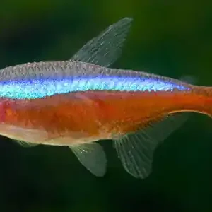 Salmler in deinem Aquarium Kracherpreis