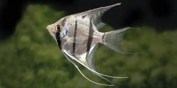 Schnäppchen Skalare in deinem Aquarium