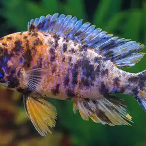 Cichliden - Buntbarsche in deinem Aquarium Nur Für Kurze Zeit