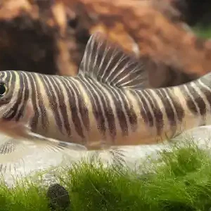 Schmerlenartige in deinem Aquarium Markenprodukt