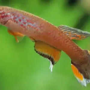 Preisknaller Killifische in deinem Aquarium