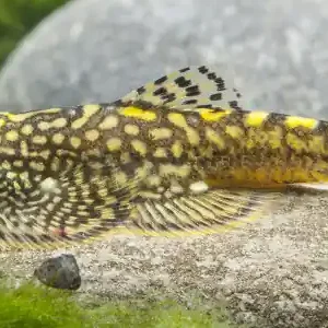 Flossensauger in deinem Aquarium Bloody Marry (rot) Sofort Bestellen