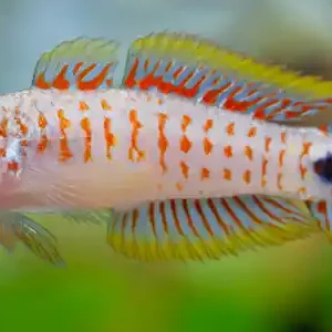 Grundeln in deinem Aquarium Bestseller