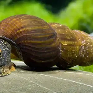 Schnecken in deinem Aquarium Expressversand