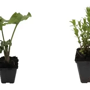 Pflanzenkorb rund 22cm Direktkauf