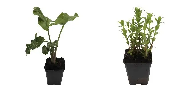 Pflanzenkorb rund 22cm Direktkauf