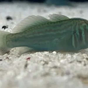 Einführung in Meerwasser Grundeln Markenprodukt