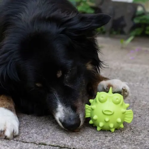 PROCYON TPR Snackball Fisch Online Kaufen