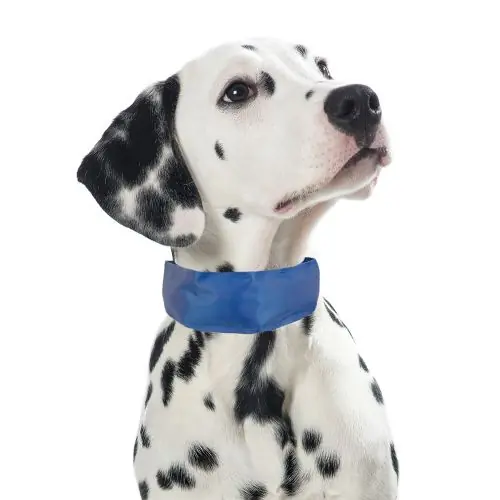 Sonderangebot PROCYON Kühl-Bandana für Hunde M