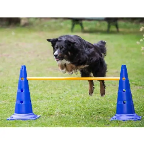 PROCYON Agility 3er Set Pylonen-Hürden (50cm) + Sprungring Begrenztes Angebot