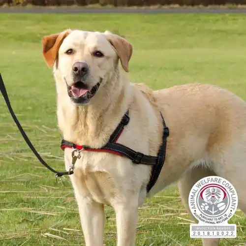 Trixie Trainingsgeschirr Lead'n'Walk Soft S-M Sonderangebot