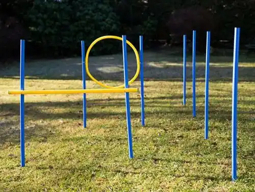 Expressversand Dog Agility Trainings-Set 1 für Einsteiger