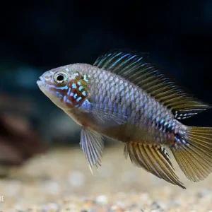Opal Zwergbuntbarsch (Apistogramma borelli Opal) Garantierte Lieferung