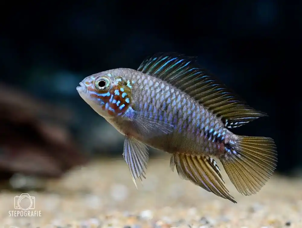 Opal Zwergbuntbarsch (Apistogramma borelli Opal) Garantierte Lieferung