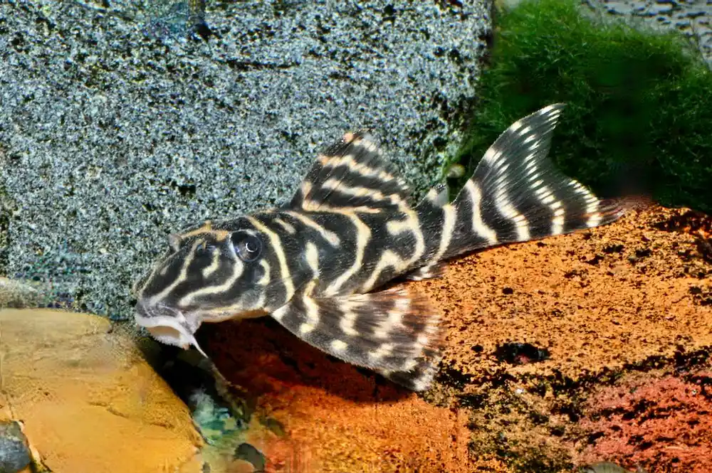 Kolumbianischer Zebrawels (L 129 Hypancistrus debillittera) Heißes Angebot