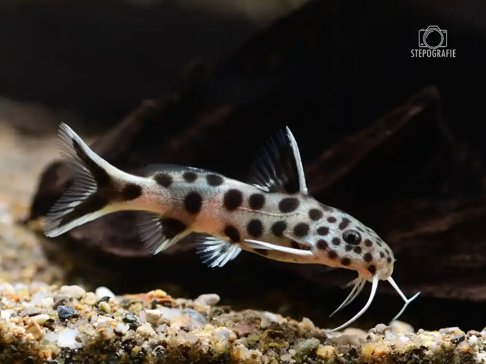 Zwerg Kuckucks Fiederbartwels DNZ (Synodontis petricola) Letzte Chance