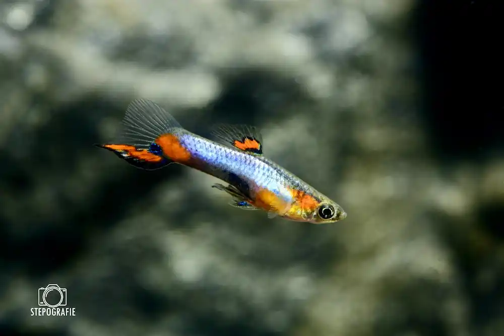 Endler Guppy blue star (Poecilia wingei) Paar M+W Abverkauf