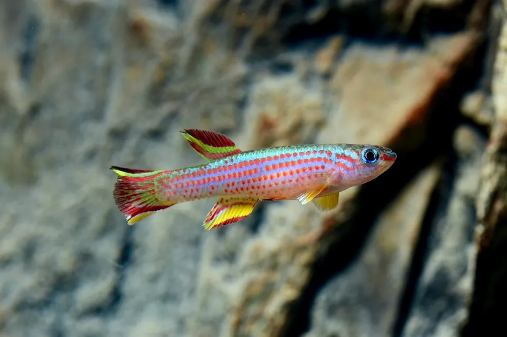 Zertifiziert Prachtkärpfling gestreift (Aphyosemion striatum)