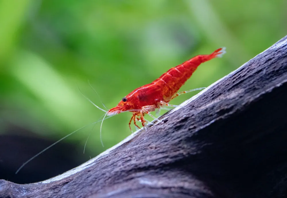Red Sakura Garnele (Neocaridina davidi) Nur Heute