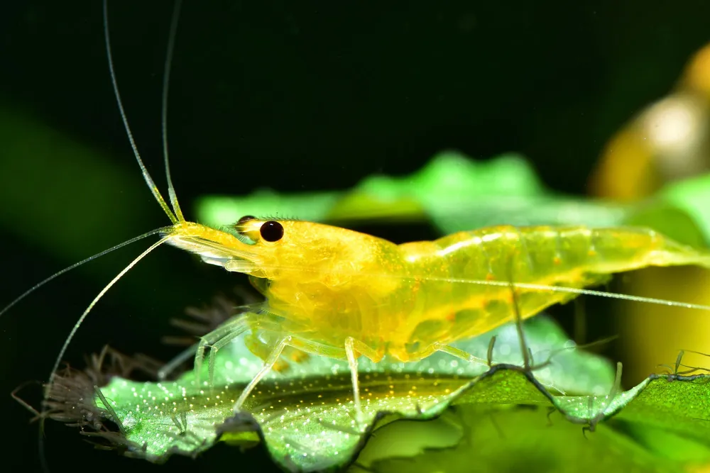 Yellow Fire Garnele (Neocaridina davidi) Neu Im Sortiment