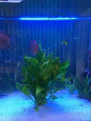 Echinodorus Bleheri -Mutterpflanze- Echt