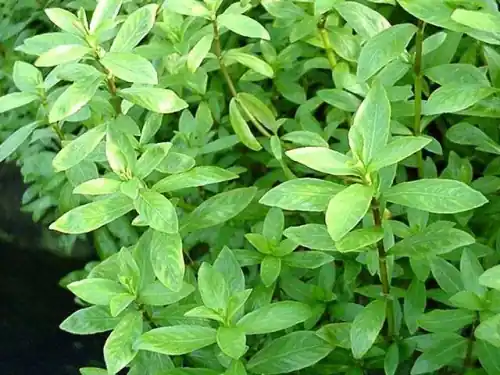 5 x Indischer Wasserfreund (Hygrophila polysperma) Bund oder Topf: 5 Stück Sale