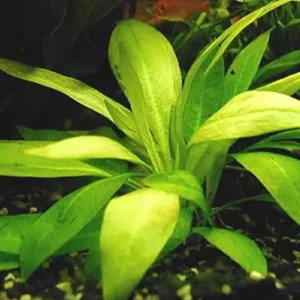 Neue Kollektion Zwerg Schwertpflanze oder Magdalena Schwertpflanze: Echinodorus magdalenensis -im Topf-