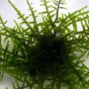 Giant Moos: Taxiphyllum sp. "Giant Moos" Heißes Angebot