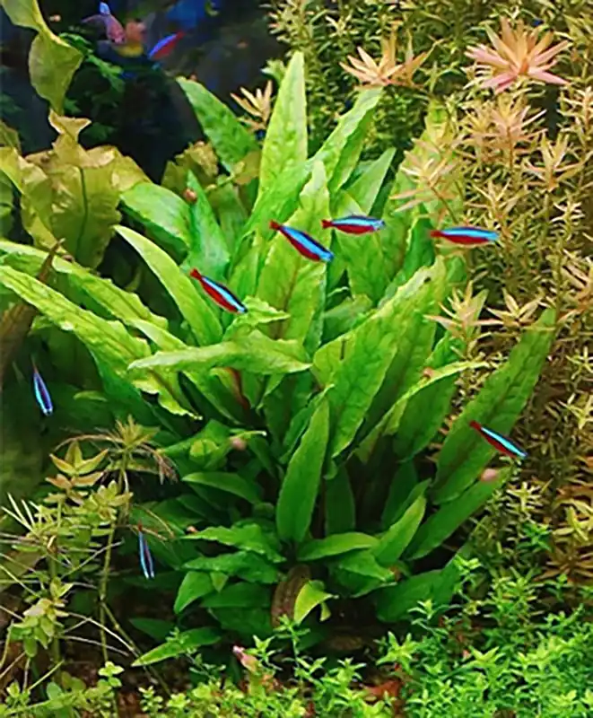 Grüner Wasserkelch: Cryptocoryne wendtii -grün- -im Topf- Online Kaufen