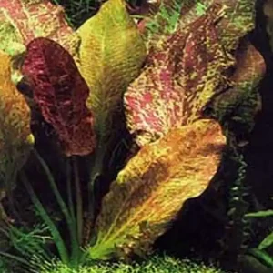Neuheit Echinodorus red flame -im Topf-