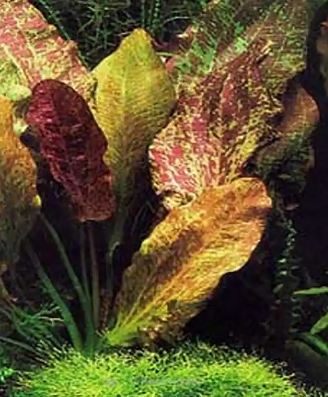Neuheit Echinodorus red flame -im Topf-