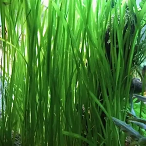 Sale Schraubenvallisnerie im Bund: Vallisneria spiralis/recht: