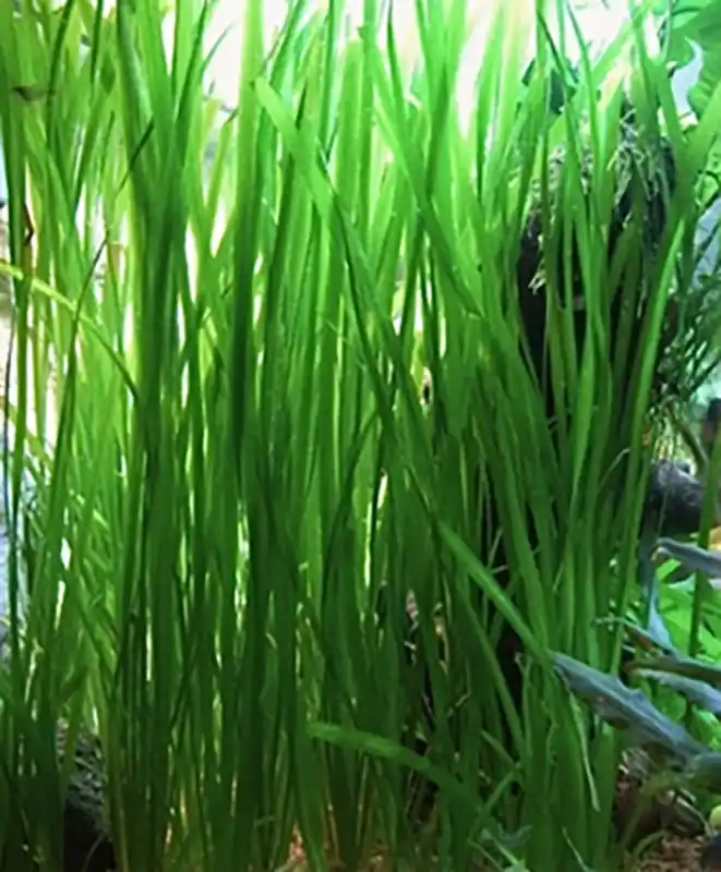 Sale Schraubenvallisnerie im Bund: Vallisneria spiralis/recht: