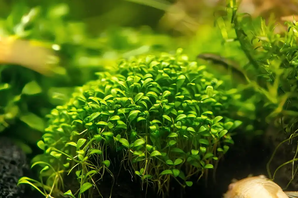 Bestpreis Australisches Zungenblatt (Glossostigma elatinoides) im Topf