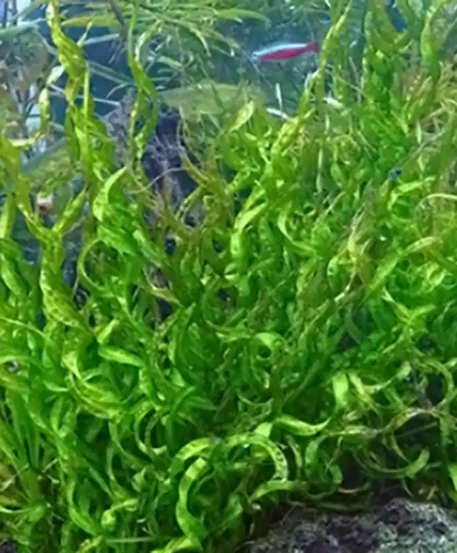 Schwertpflanze Vesuv (Echinodorus vesuvius) im Topf Preis Gesenkt