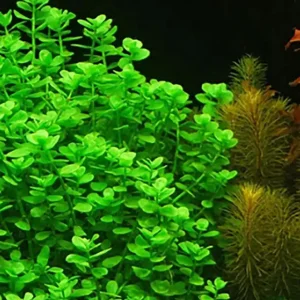 Kleines Fettblatt: Bacopa monnieri -Topf- Günstig