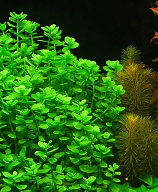Kleines Fettblatt: Bacopa monnieri -Topf- Günstig