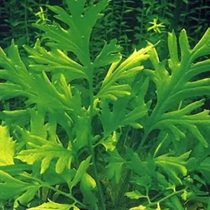 Top-Angebot Hornfarn (Ceratopteris cornuta) -Topf-